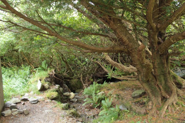 behind the broken shack at Dunloe