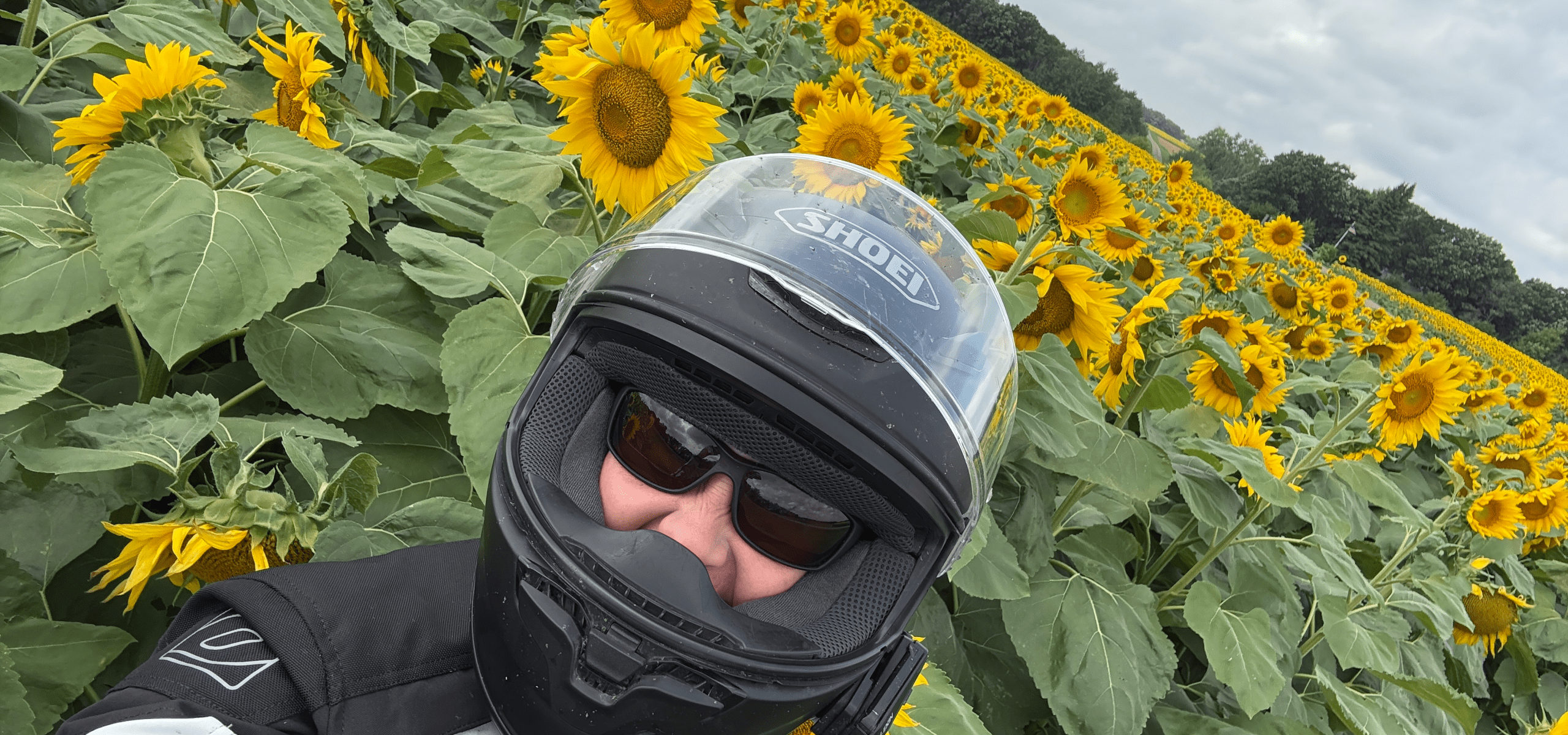 picture of the happy canuck in her motorcycle helmet standing in front of a field of sunflowers